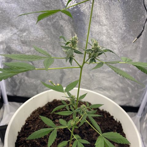 Auto Chocolate Skunk growlog timeline photo