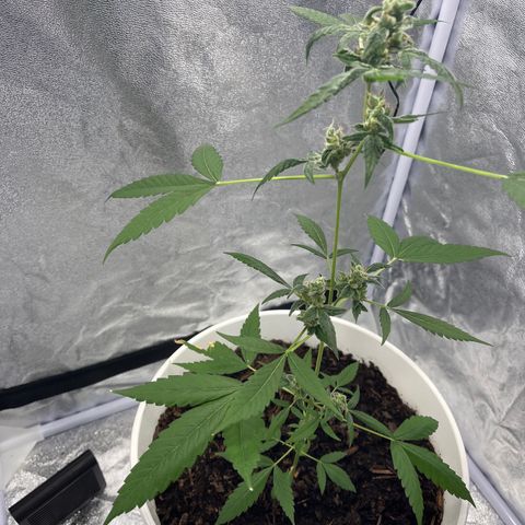 Auto Chocolate Skunk growlog timeline photo