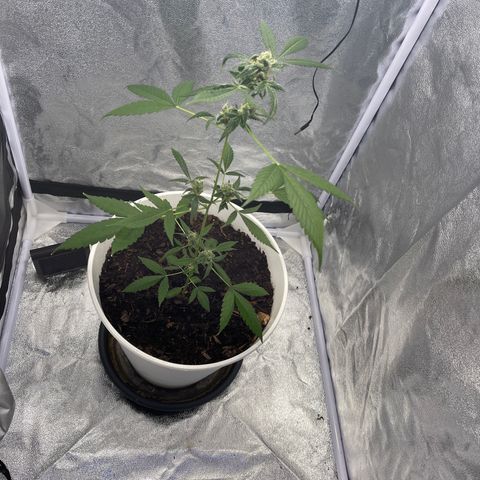 Auto Chocolate Skunk growlog timeline photo