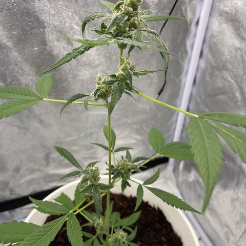 Auto Chocolate Skunk growlog timeline photo