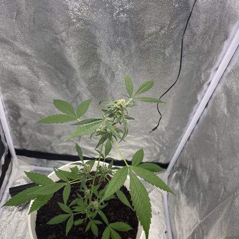 Auto Chocolate Skunk growlog timeline photo