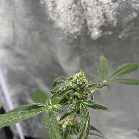 Auto Chocolate Skunk growlog timeline photo