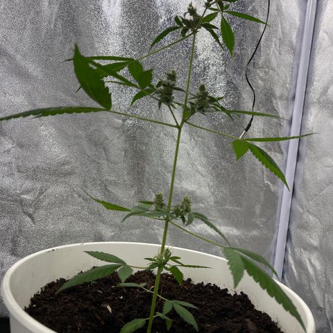 Auto Chocolate Skunk growlog timeline photo