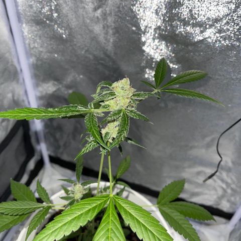 Auto Chocolate Skunk growlog timeline photo