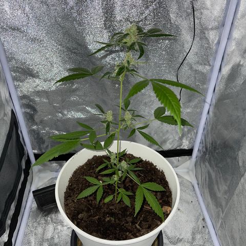 Auto Chocolate Skunk growlog timeline photo