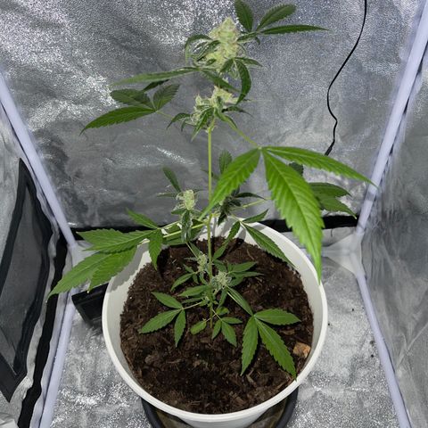 Auto Chocolate Skunk growlog timeline photo