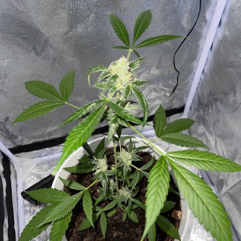 Auto Chocolate Skunk growlog timeline photo