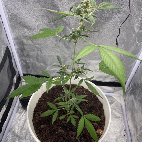 Auto Chocolate Skunk growlog timeline photo