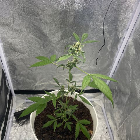Auto Chocolate Skunk growlog timeline photo
