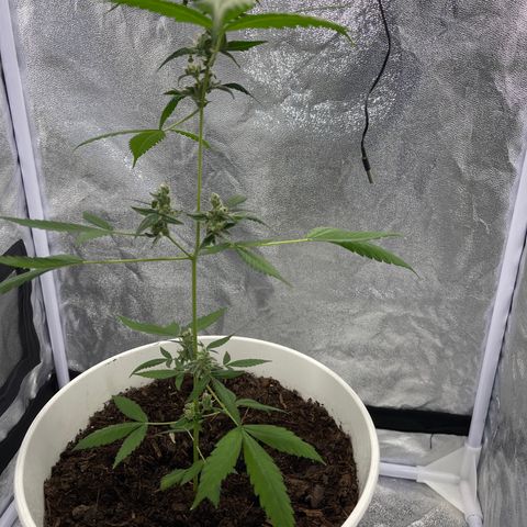 Auto Chocolate Skunk growlog timeline photo