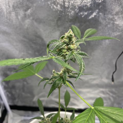 Auto Chocolate Skunk growlog timeline photo