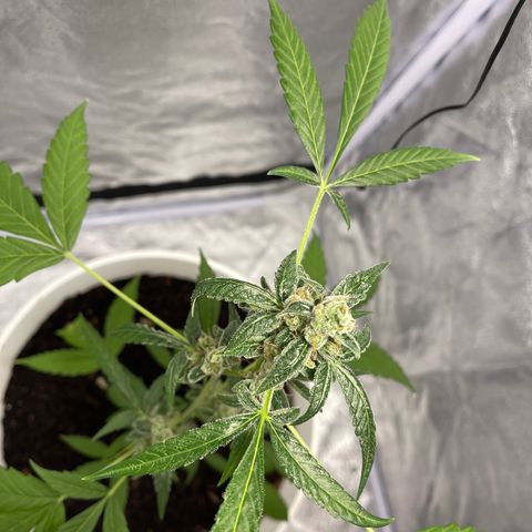 Auto Chocolate Skunk growlog timeline photo