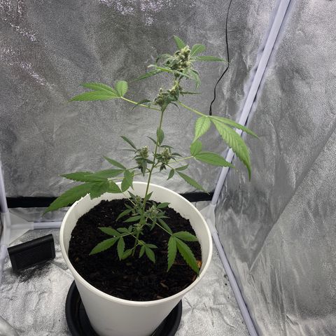 Auto Chocolate Skunk growlog timeline photo