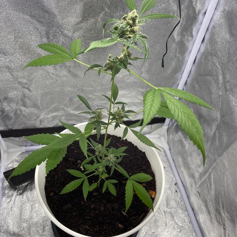 Auto Chocolate Skunk growlog timeline photo