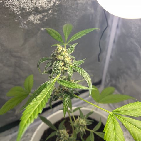 Auto Chocolate Skunk growlog timeline photo