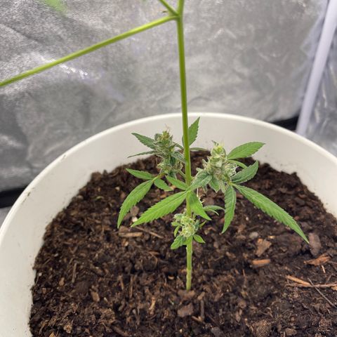 Auto Chocolate Skunk growlog timeline photo