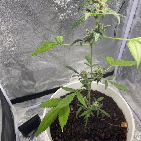 Auto Chocolate Skunk growlog timeline photo