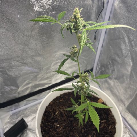 Auto Chocolate Skunk growlog timeline photo