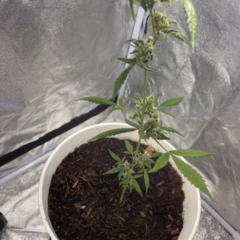 Auto Chocolate Skunk growlog timeline photo