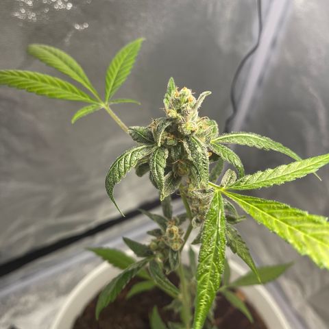 Auto Chocolate Skunk growlog timeline photo