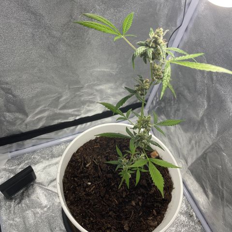 Auto Chocolate Skunk growlog timeline photo