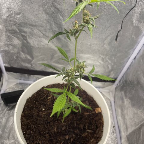 Auto Chocolate Skunk growlog timeline photo