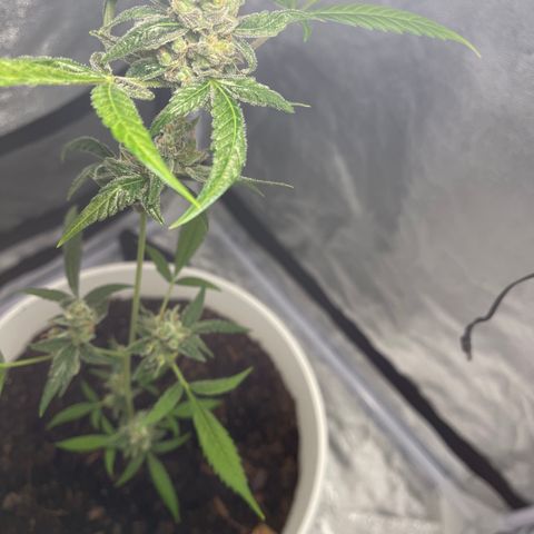 Auto Chocolate Skunk growlog timeline photo