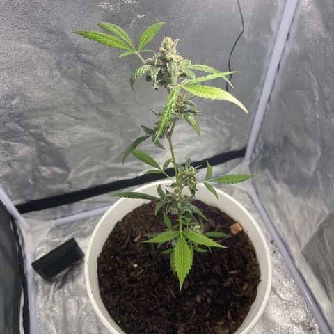 Auto Chocolate Skunk growlog timeline photo