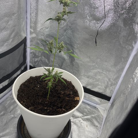 Auto Chocolate Skunk growlog timeline photo