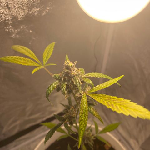 Auto Chocolate Skunk growlog timeline photo