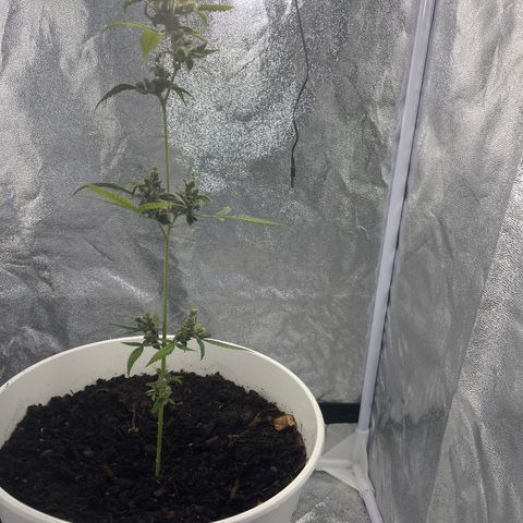 Auto Chocolate Skunk growlog timeline photo