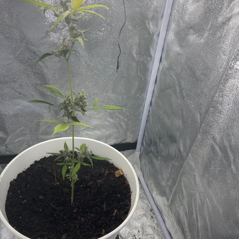 Auto Chocolate Skunk growlog timeline photo