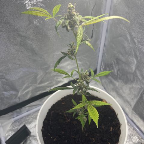 Auto Chocolate Skunk growlog timeline photo