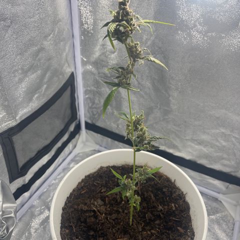 Auto Chocolate Skunk growlog timeline photo