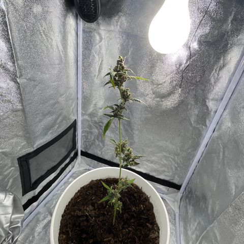Auto Chocolate Skunk growlog timeline photo