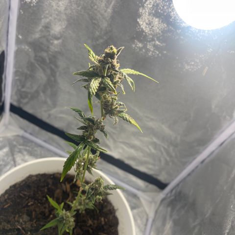 Auto Chocolate Skunk growlog timeline photo