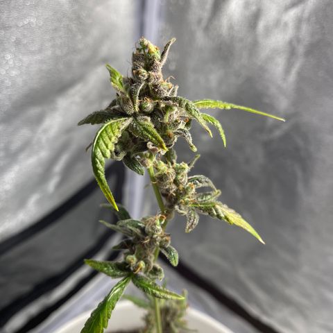 Auto Chocolate Skunk growlog timeline photo