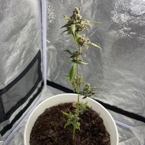 Auto Chocolate Skunk growlog timeline photo