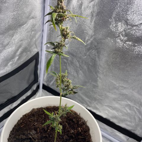 Auto Chocolate Skunk growlog timeline photo