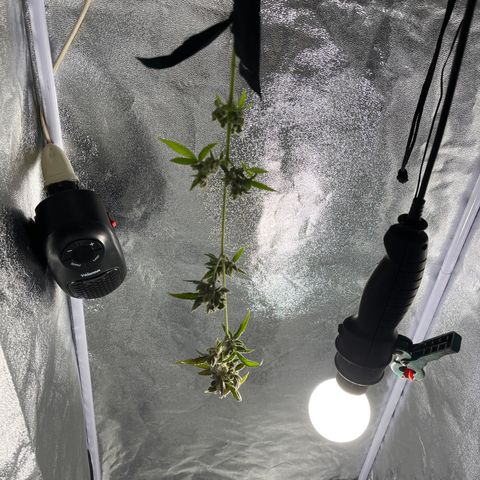 Auto Chocolate Skunk growlog timeline photo