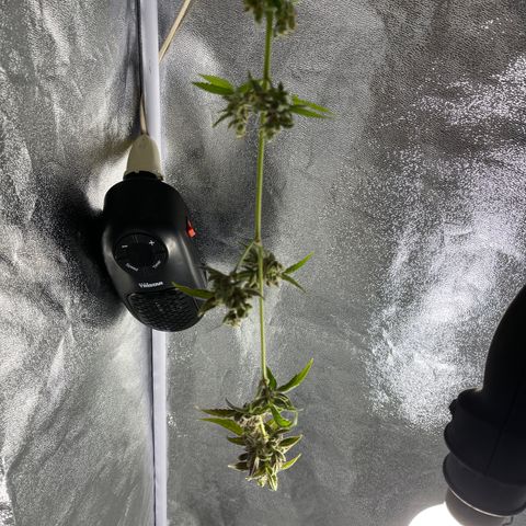Auto Chocolate Skunk growlog timeline photo