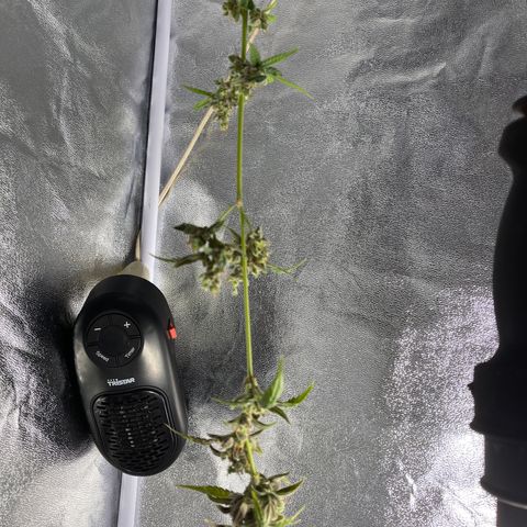 Auto Chocolate Skunk growlog timeline photo