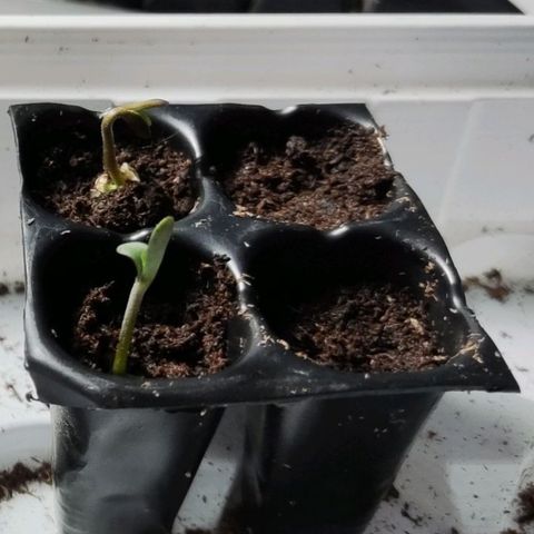 Shorty growlog photo: Dos confirmadas