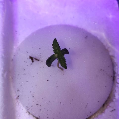 Shorty growlog timeline photo