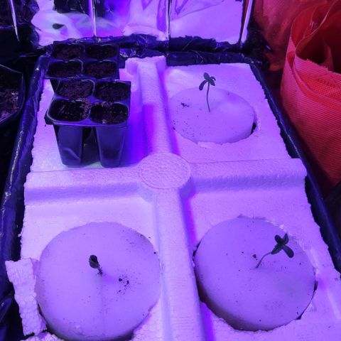 Shorty growlog timeline photo