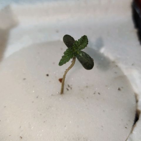 Shorty growlog timeline photo