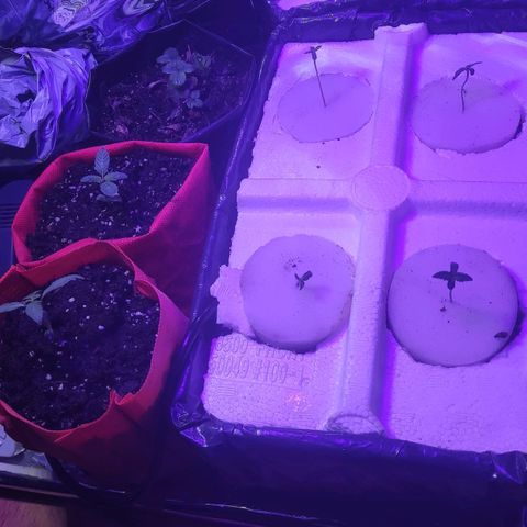 Shorty growlog timeline photo