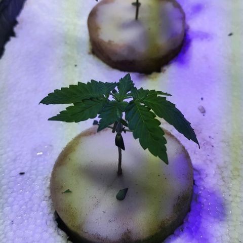 Shorty growlog photo: Primera poda