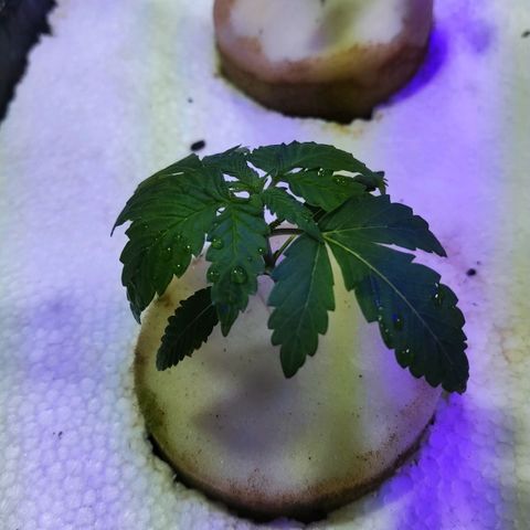 Shorty growlog photo: Primera poda