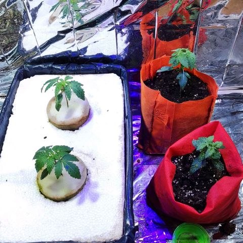 Shorty growlog photo: Primera poda